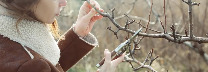 Person schneidet mit Gartenschere einen Baum.
